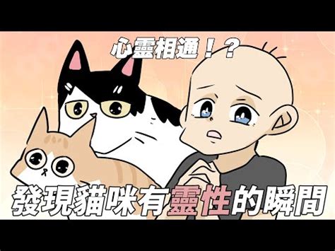 貓有靈性嗎|貓真的有「靈性」嗎？其實養久了的心里都懂！